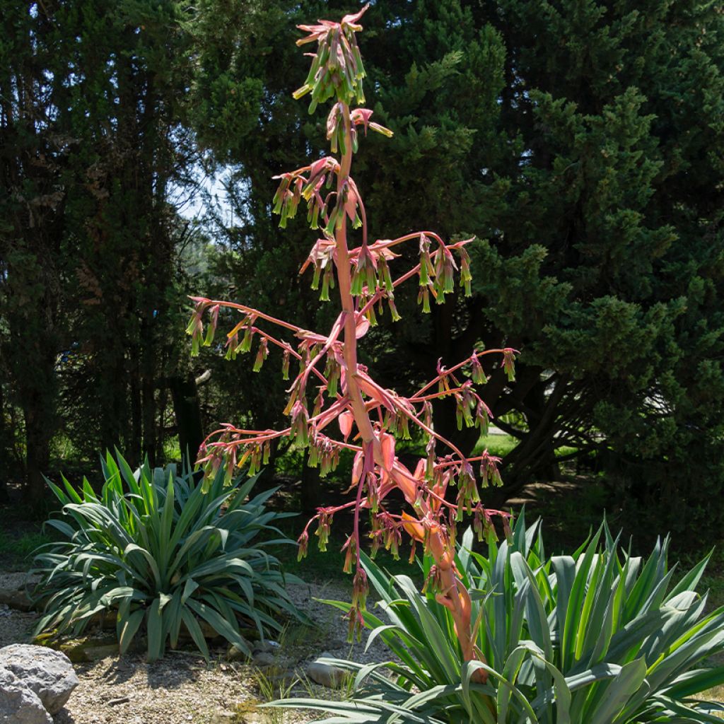 Beschorneria yuccoides - Mexicaanse lelie