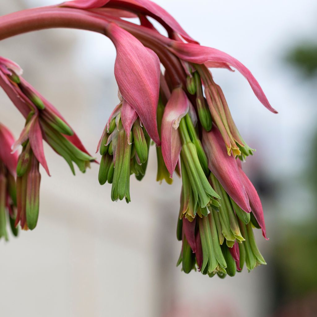 Beschorneria yuccoides - Mexicaanse lelie