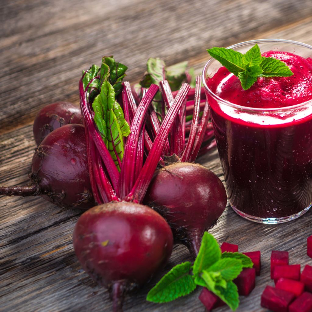 Rode biet Detroit 2 Bolivar BIO - Ferme de Sainte Marthe