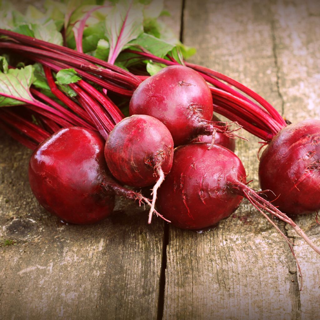 Rode biet Detroit 2 Nero