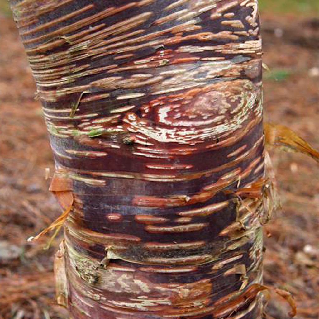 Betula ermanii Mount Zao Purple - Goudberk
