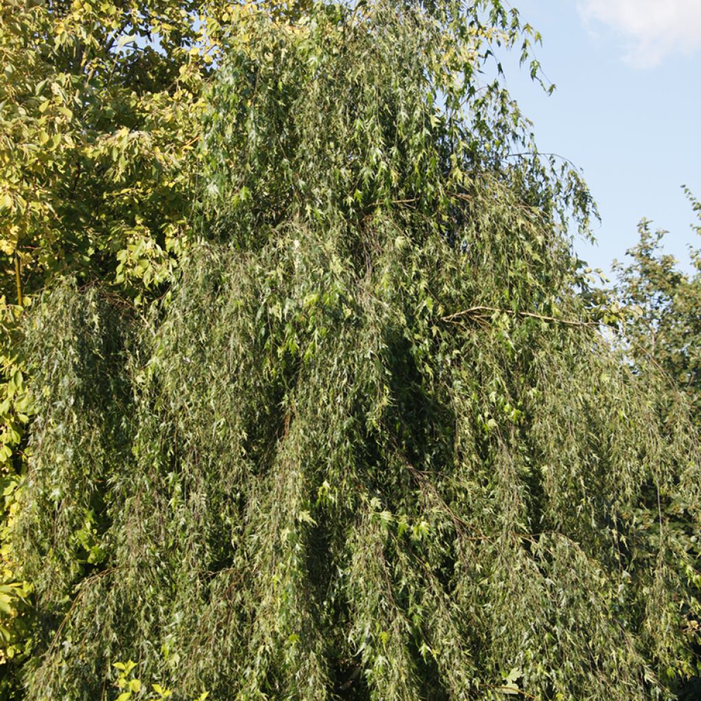 Betula pendula Gracilis - Ruwe berk