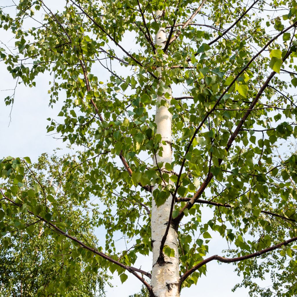 Betula pubescens - Ruwe berk