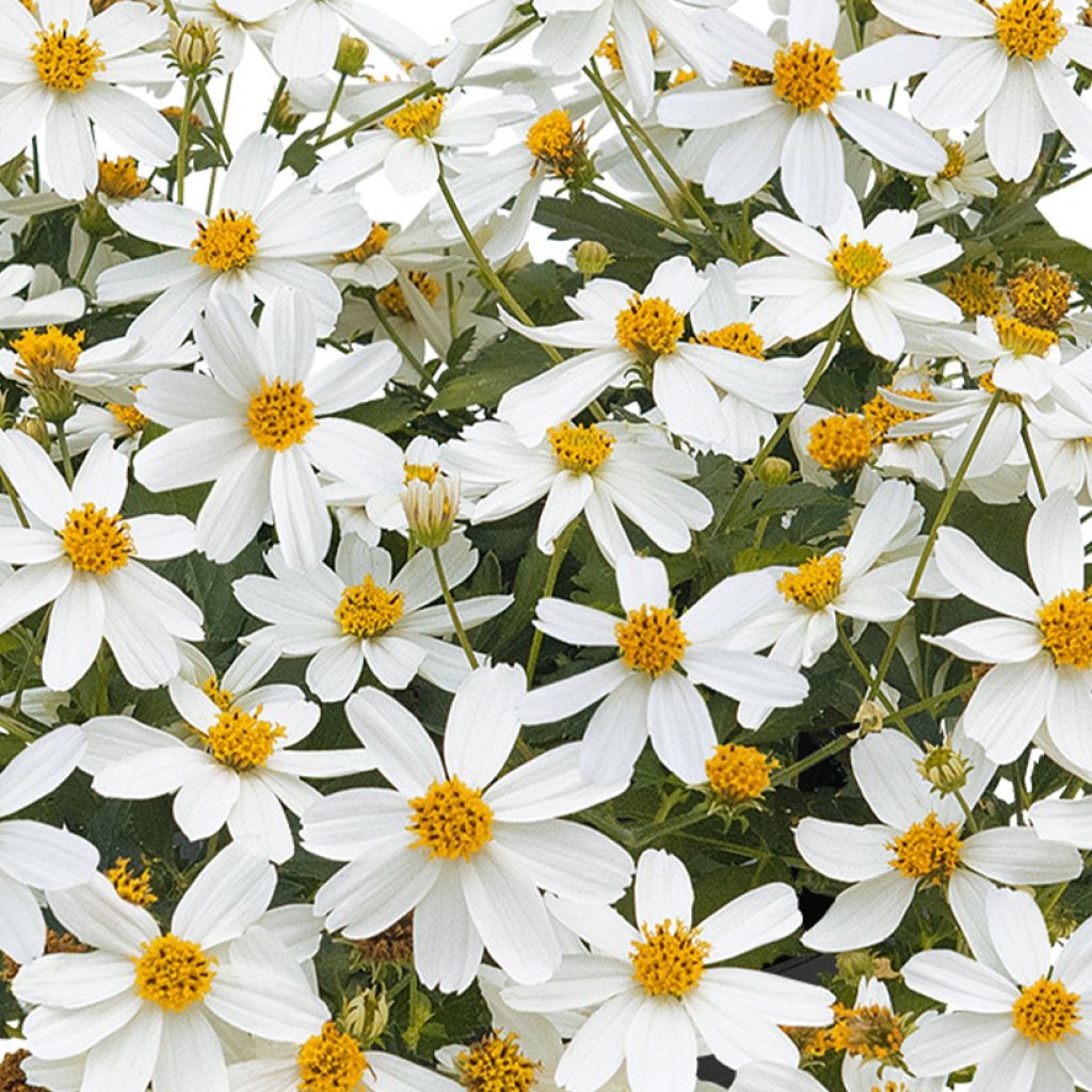 Bidens Bee White - Tandzaad