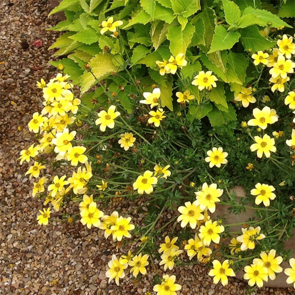 Bidens Lemon Moon - Tandzaad