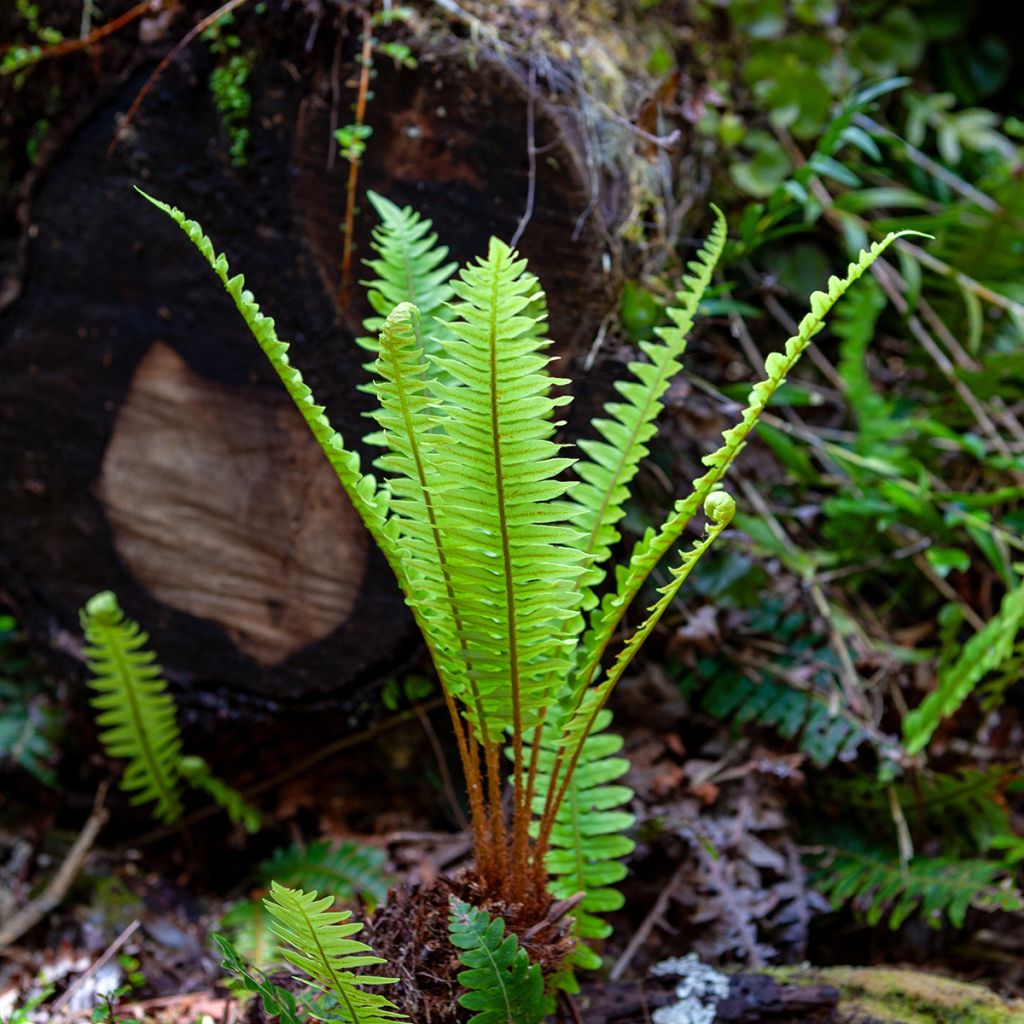 Blechnum discolor - Dubbelloof