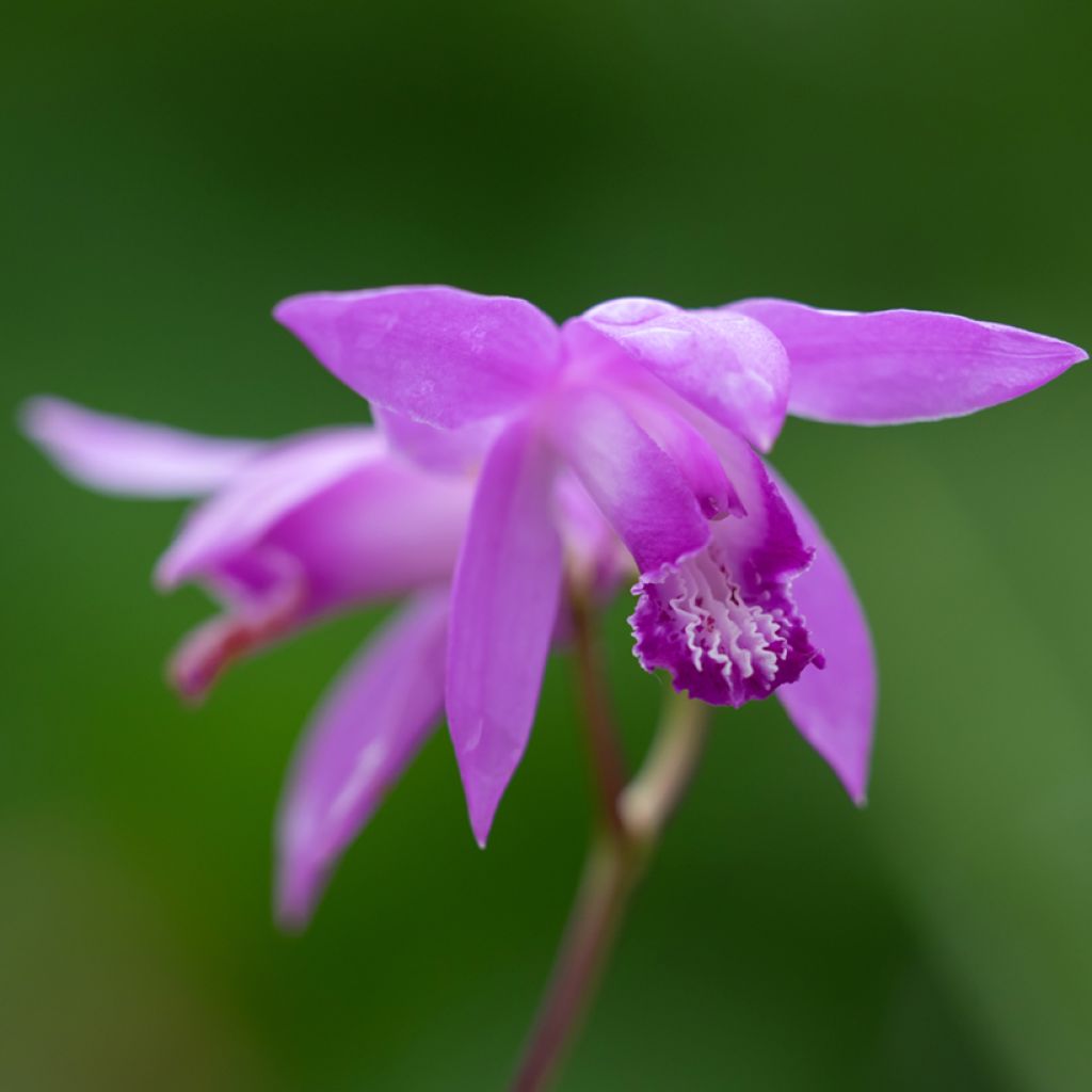 Bletilla Penway Dragon - Japanse orchidee