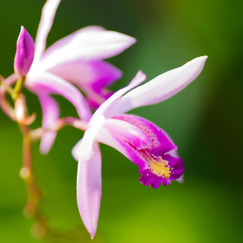 Bletilla Penway Paris - Japanse orchidee