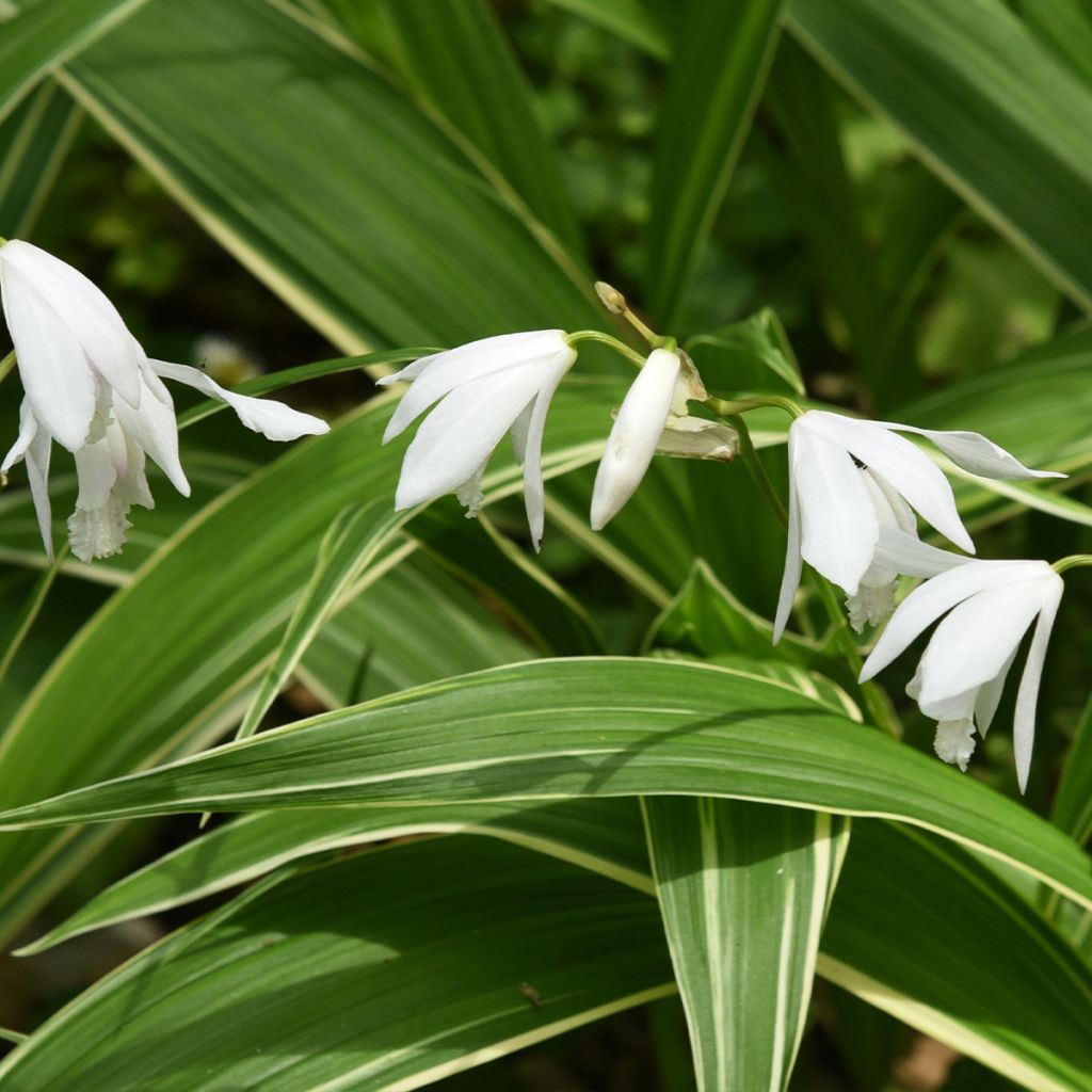 Bletilla striata Alba - Japanse orchidee