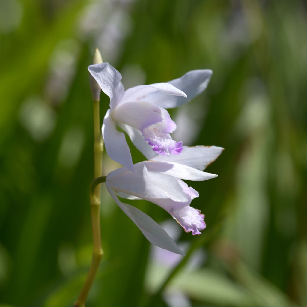 Bletilla striata Kuchi-beni - Japanse orchidee