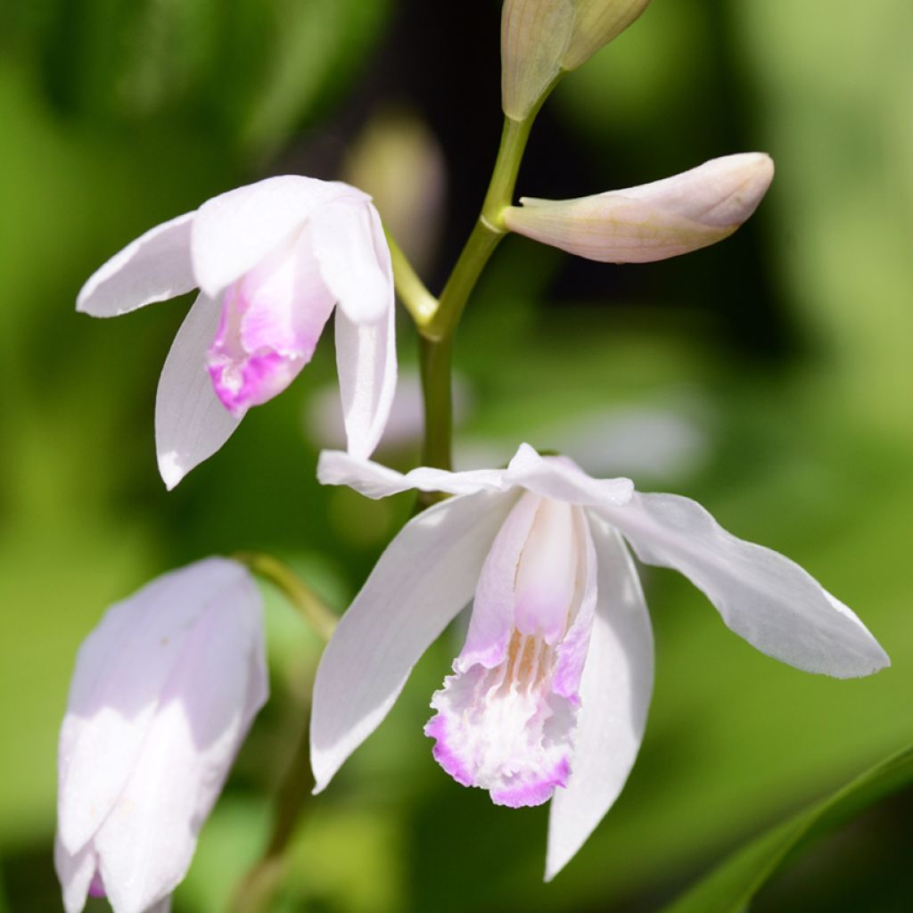 Bletilla striata Kuchi-beni - Japanse orchidee