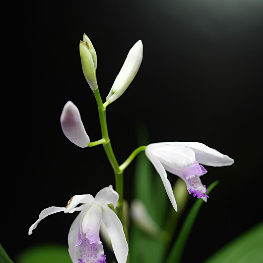 Bletilla striata Kuchi-beni - Japanse orchidee
