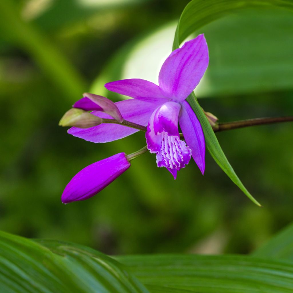 Bletilla striata Purple - Japanse orchidee