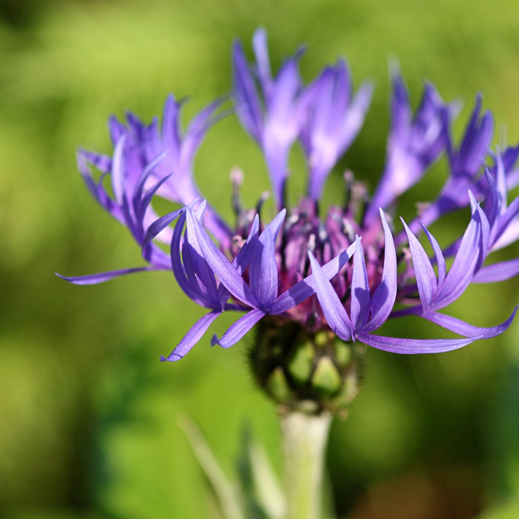 Centaurea montana - Bergkorenbloem