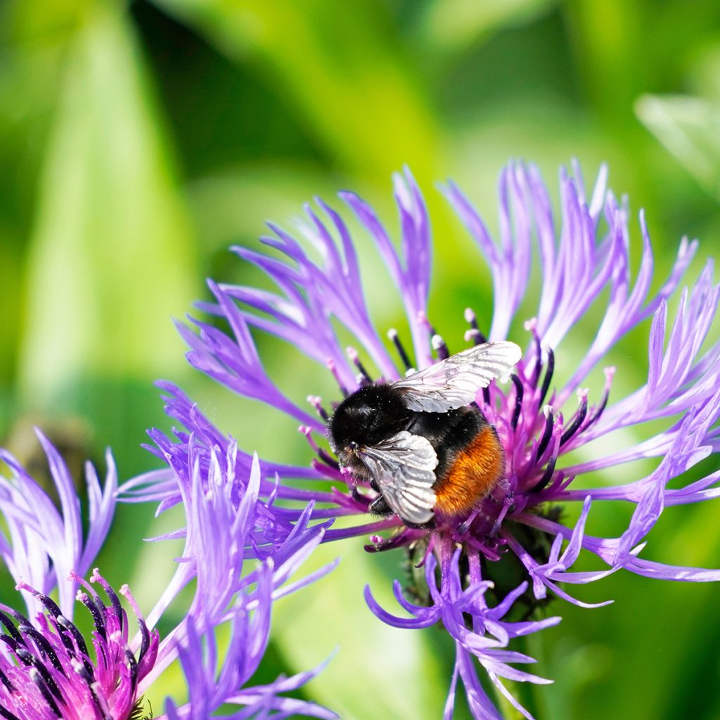 Centaurea montana - Bergkorenbloem