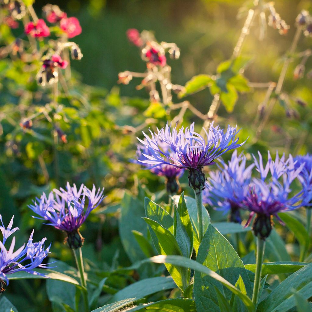 Centaurea montana - Bergkorenbloem
