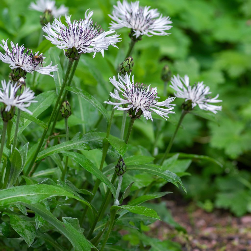 Centaurea montana Alba - Bergkorenbloem wit