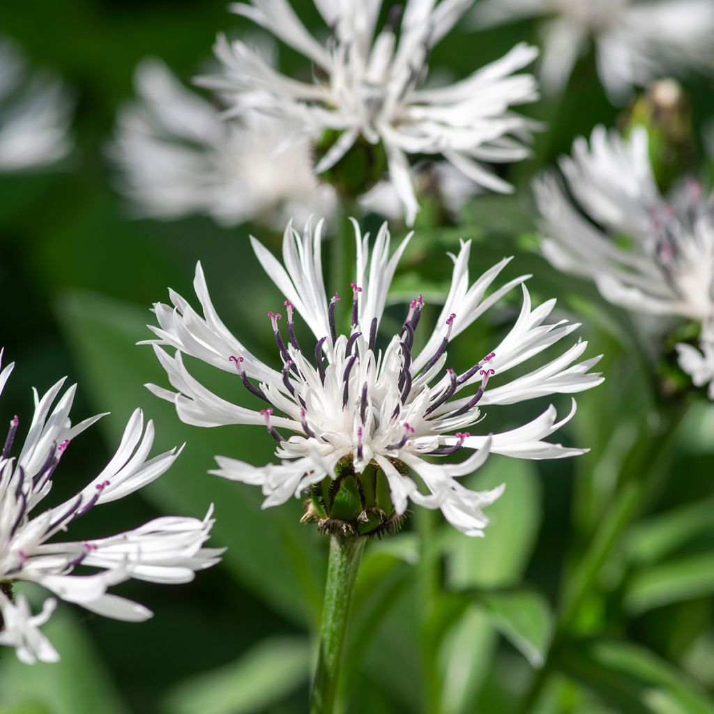 Centaurea montana Alba - Bergkorenbloem wit