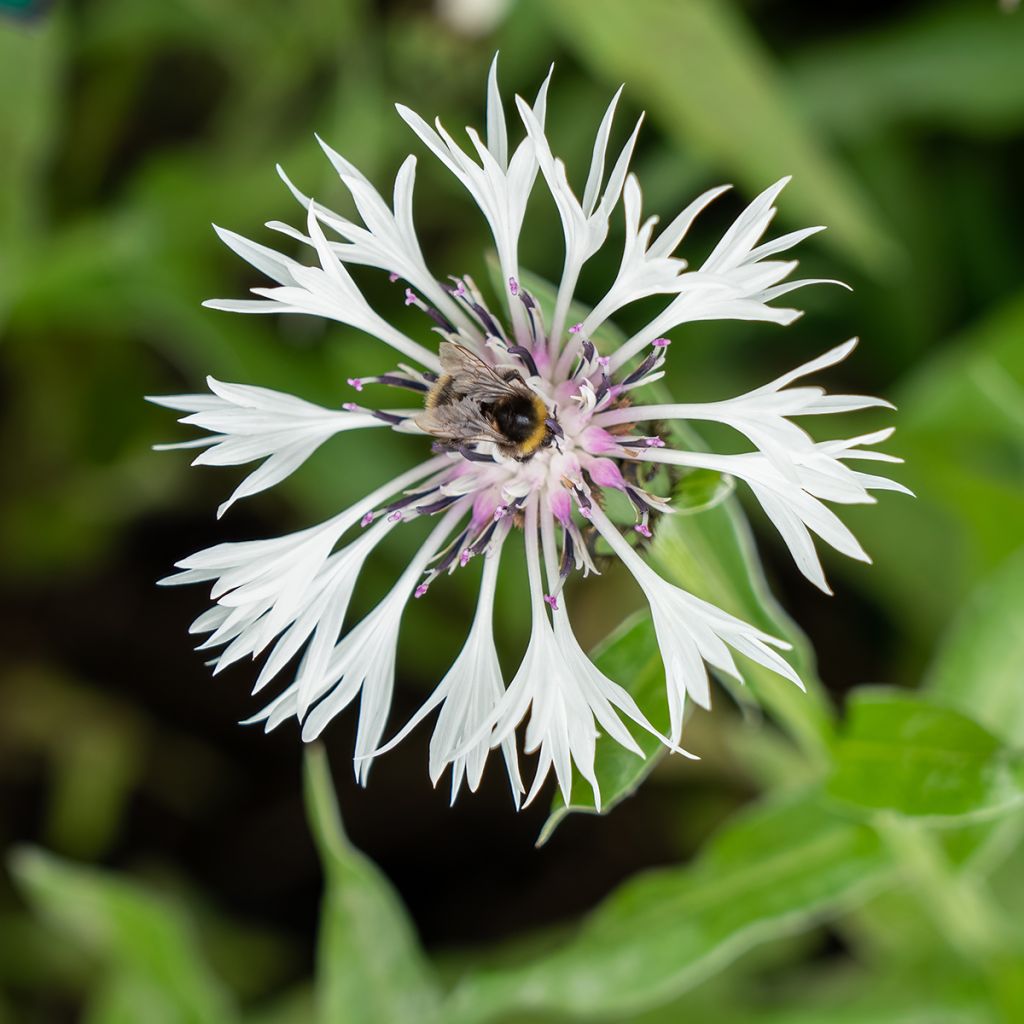 Centaurea montana Alba - Bergkorenbloem wit
