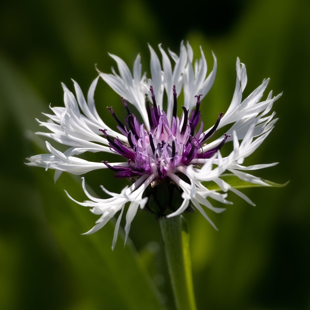 Centaurea montana Purple Heart - Bergkorenbloem