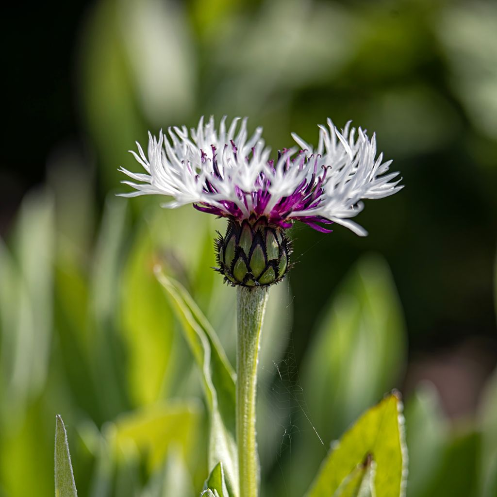 Centaurea montana Purple Heart - Bergkorenbloem