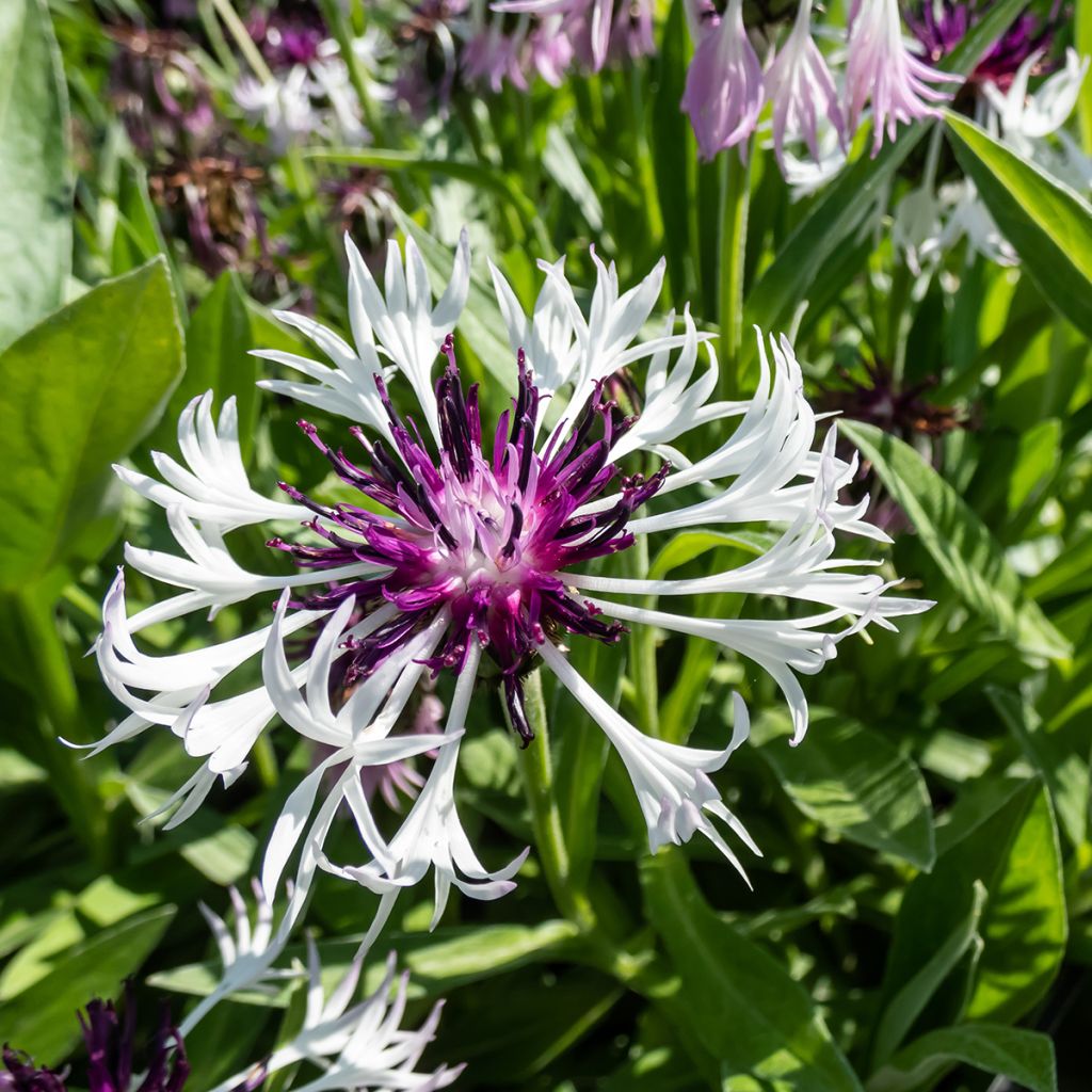 Centaurea montana Purple Heart - Bergkorenbloem