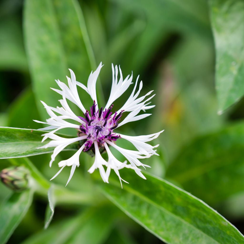 Centaurea montana Purple Heart - Bergkorenbloem