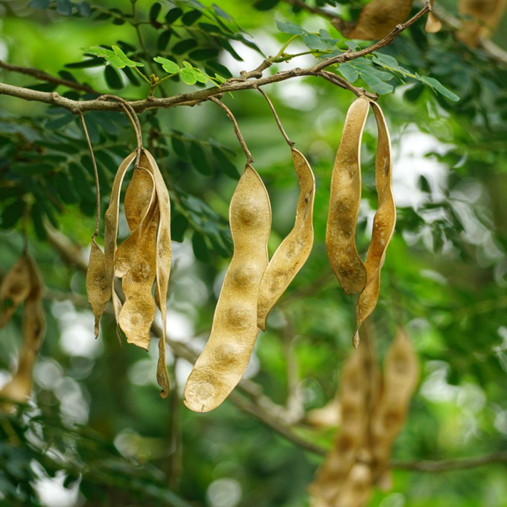 Albizzia lebbeck - Perzische slaapboom