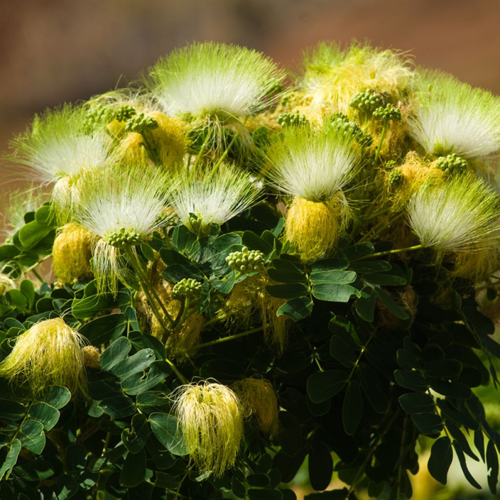 Albizzia lebbeck - Perzische slaapboom