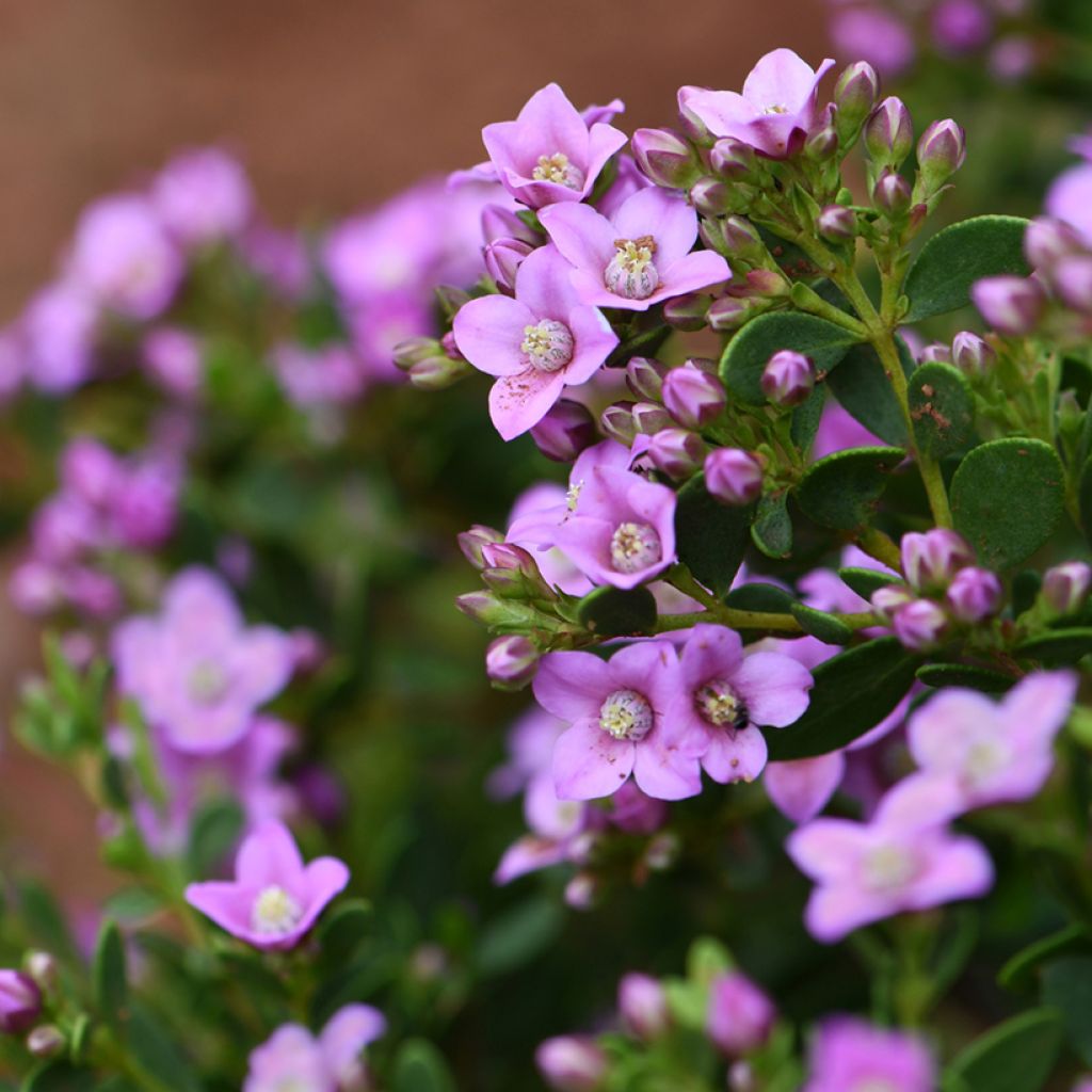 Boronia crenulata Shark Bay - Anijsboronia