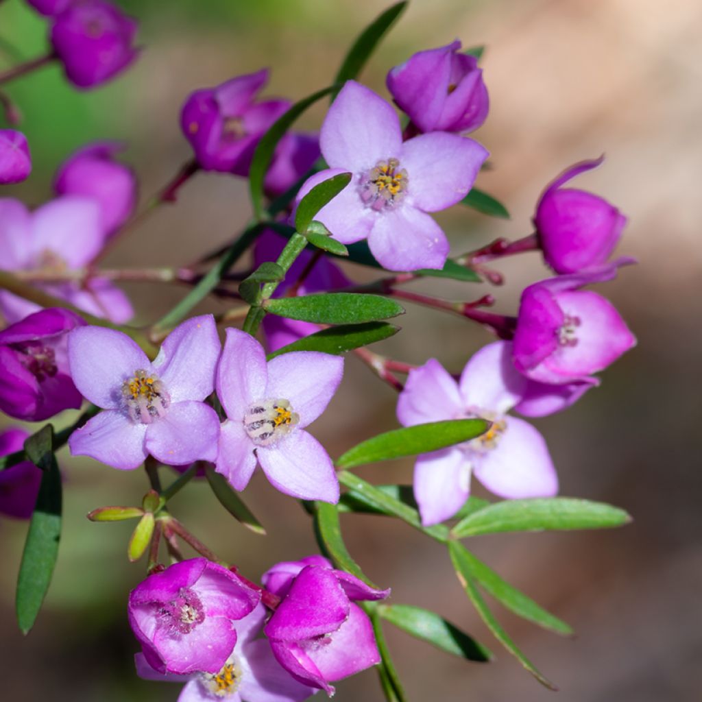 Boronia pinnata var. muelleri - Geurboom