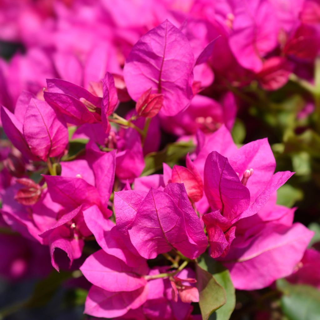 Bougainvillea Vera Deep Purple - Papierbloem