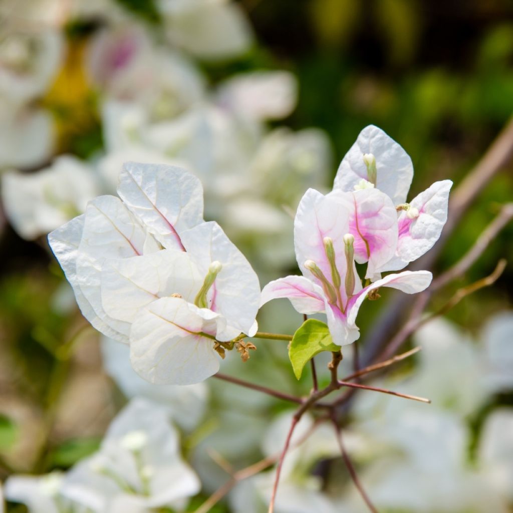 Bougainvillea spectabilis Wit-Roze - Bougainville