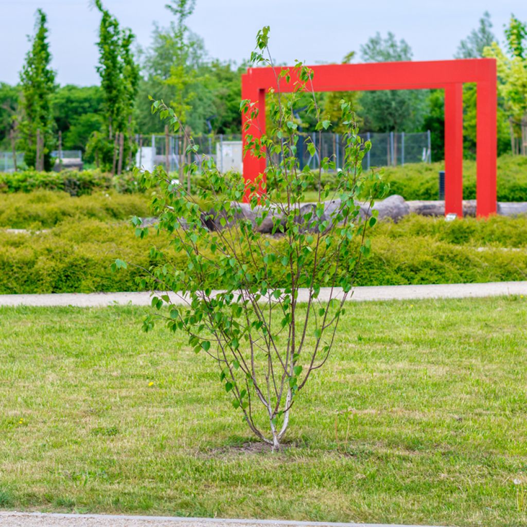Betula utilis var. jacquemontii Doorenbos - Himalayaberk