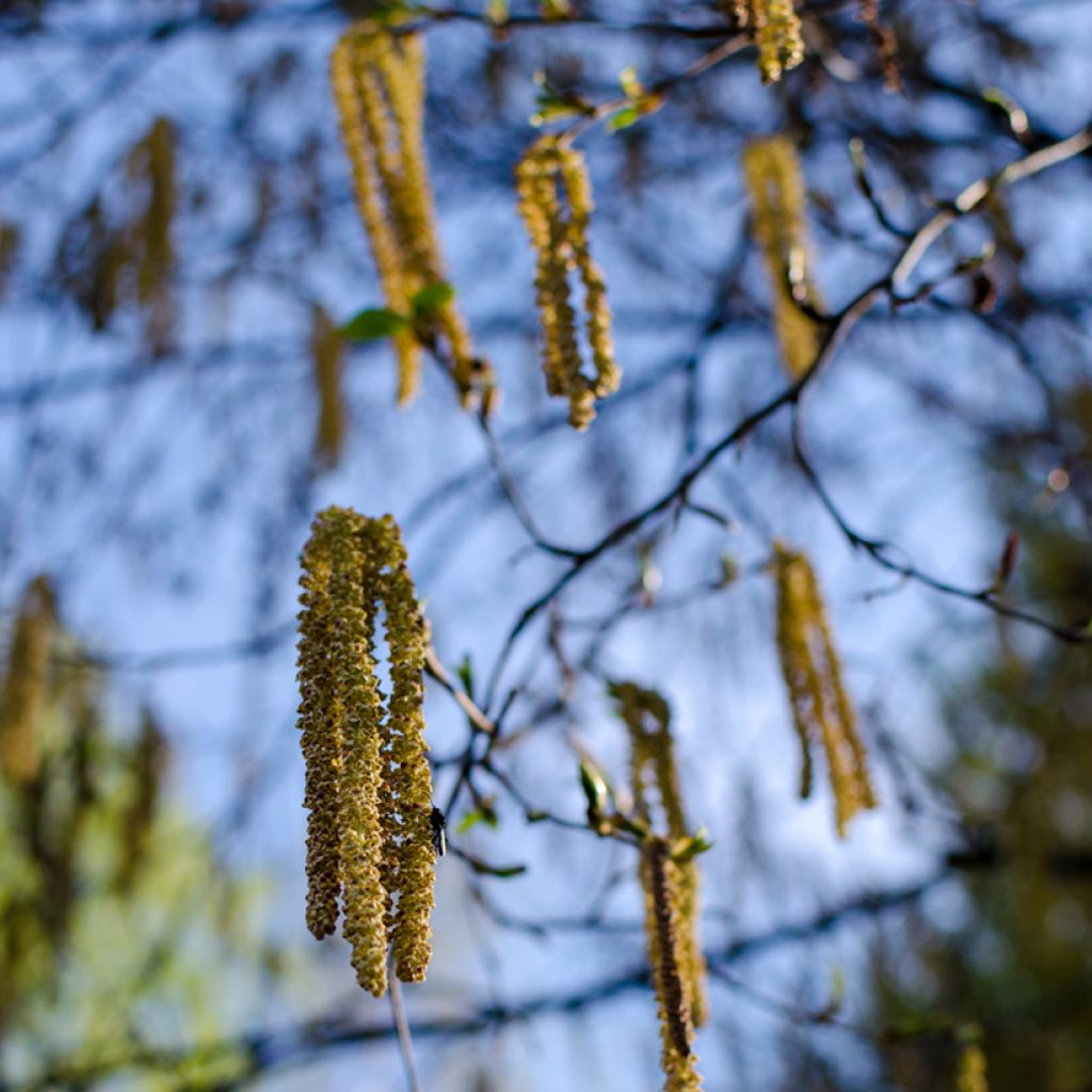 Betula albosinensis Fascination - Chinese berk