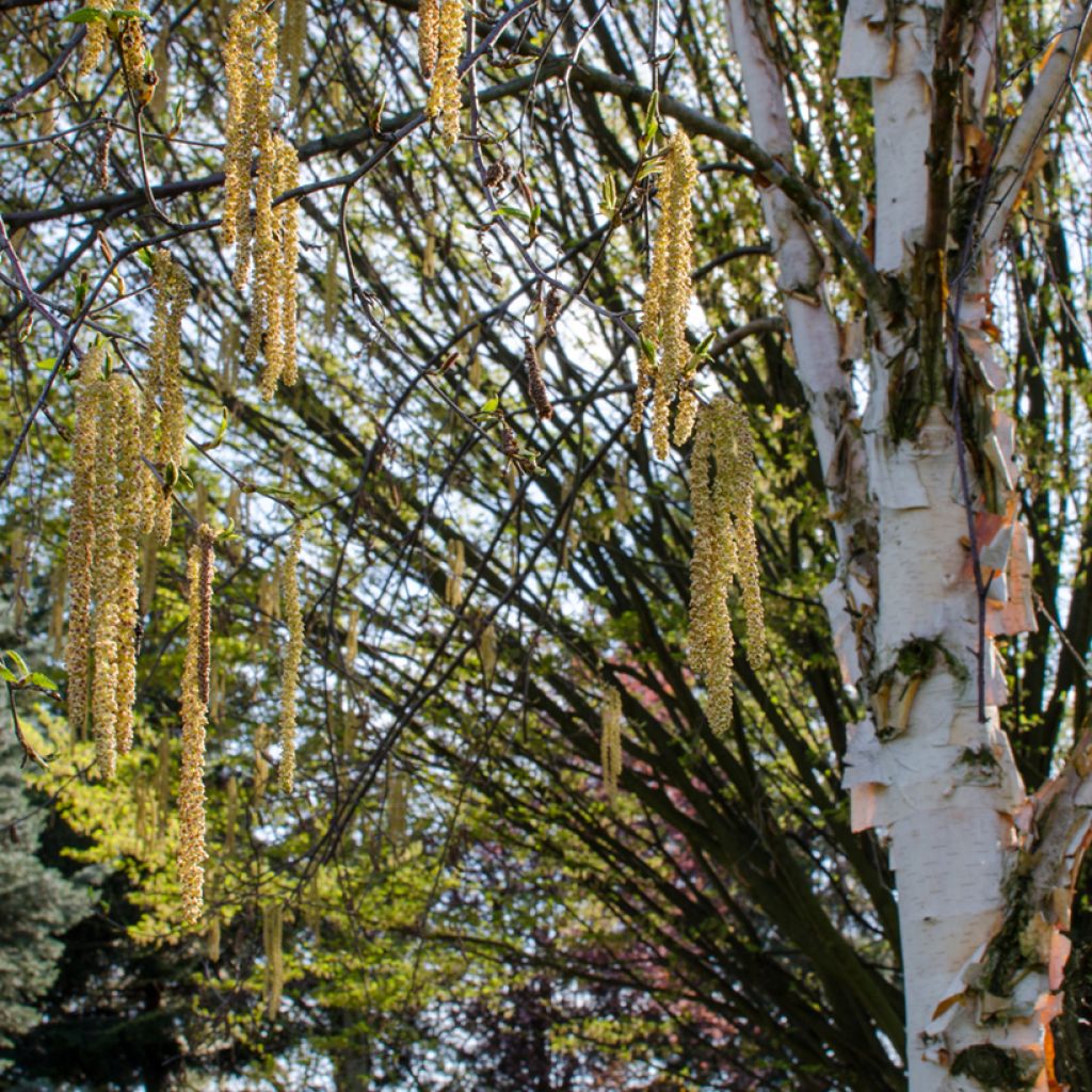 Betula albosinensis Fascination - Chinese berk