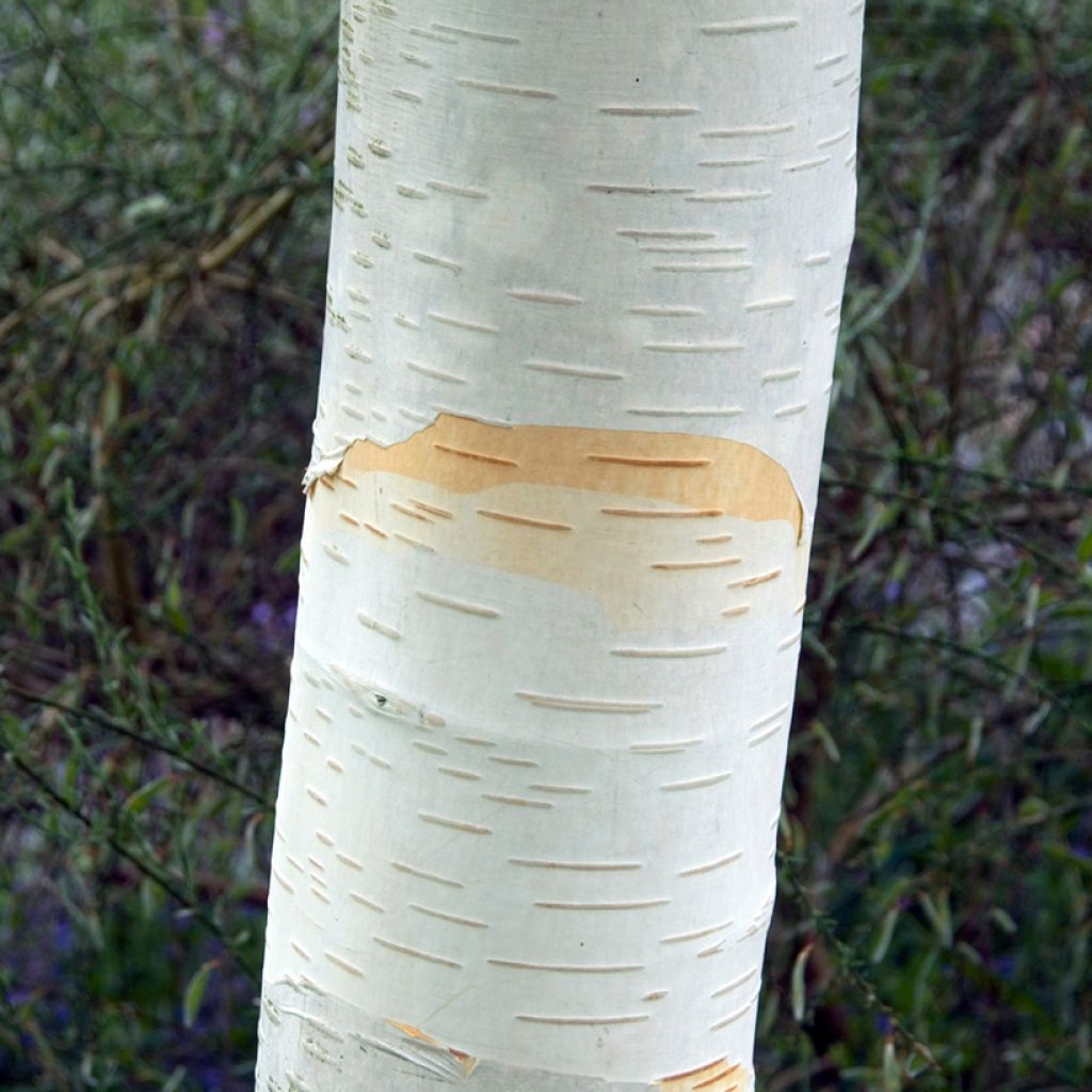 Betula utilis jacquemontii - Chinese berk