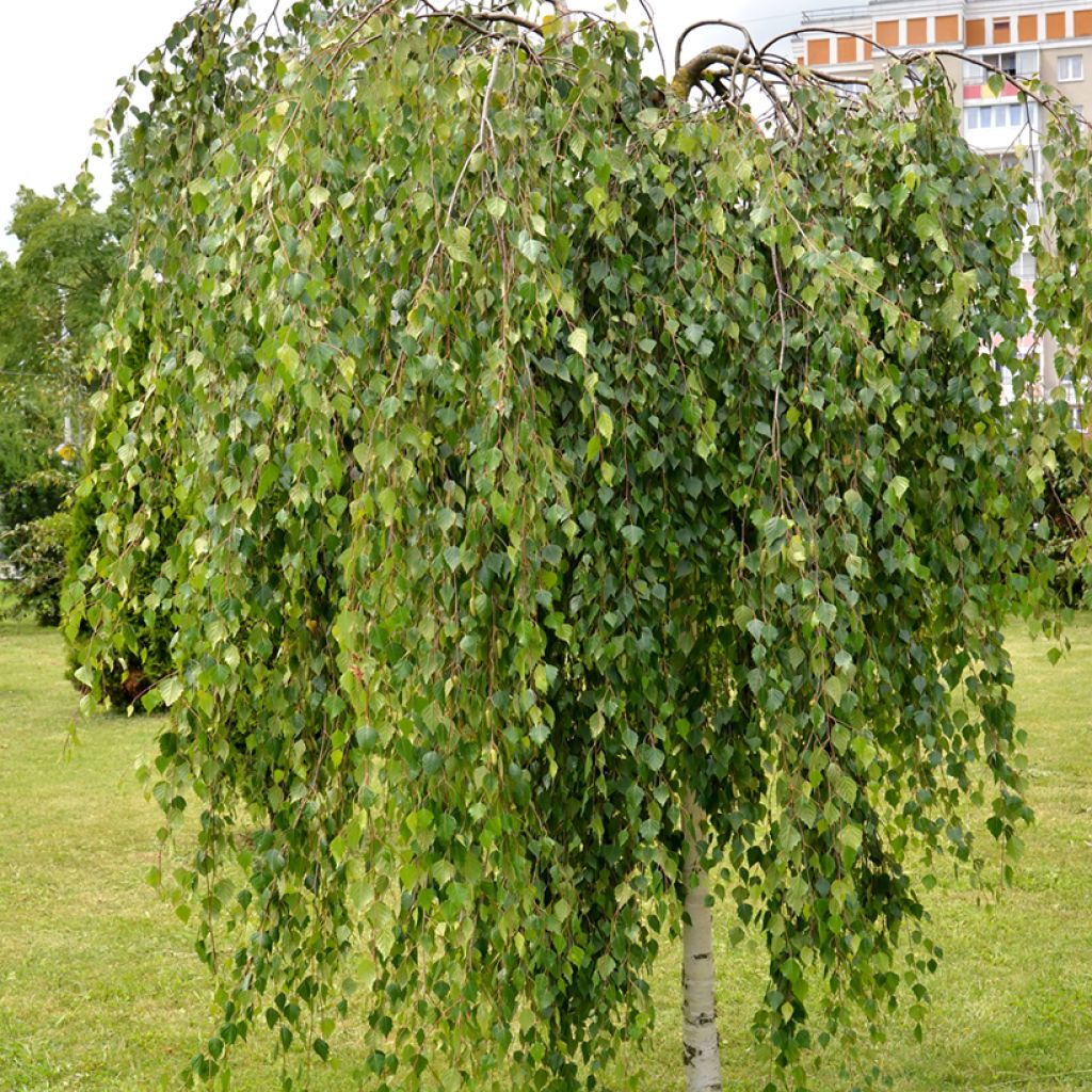Betula pendula Youngii - Ruwe berk
