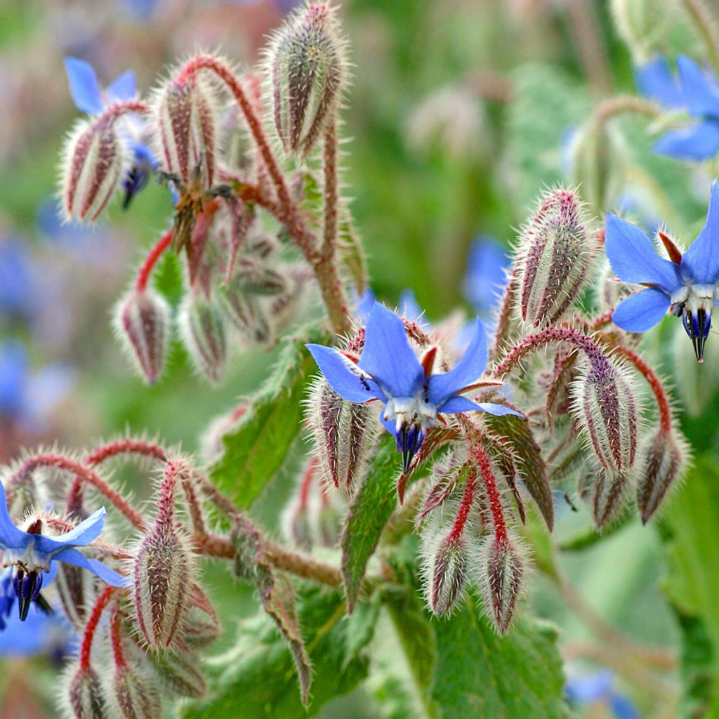Bernagie - Borago officinalis