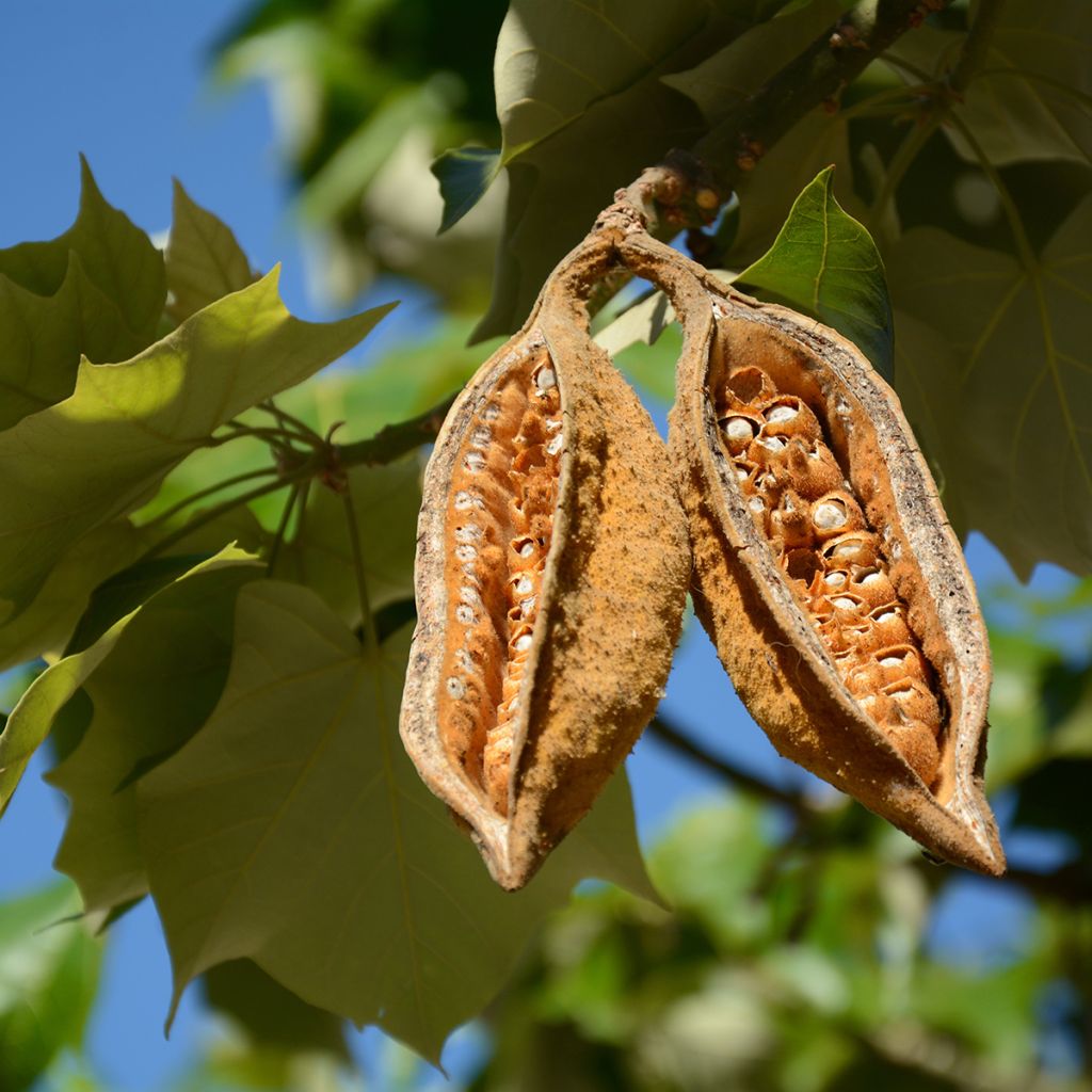 Brachychiton discolor