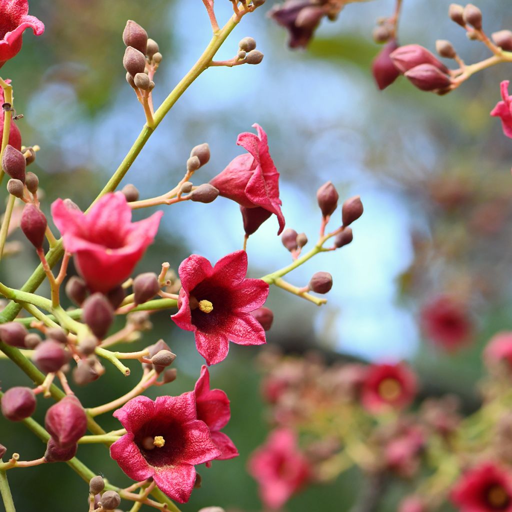 Brachychiton discolor