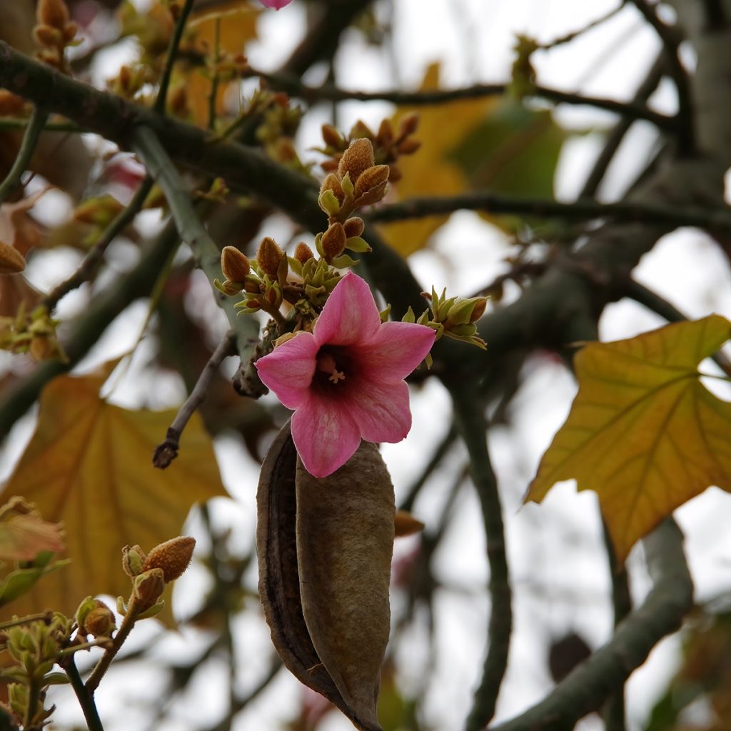 Brachychiton discolor