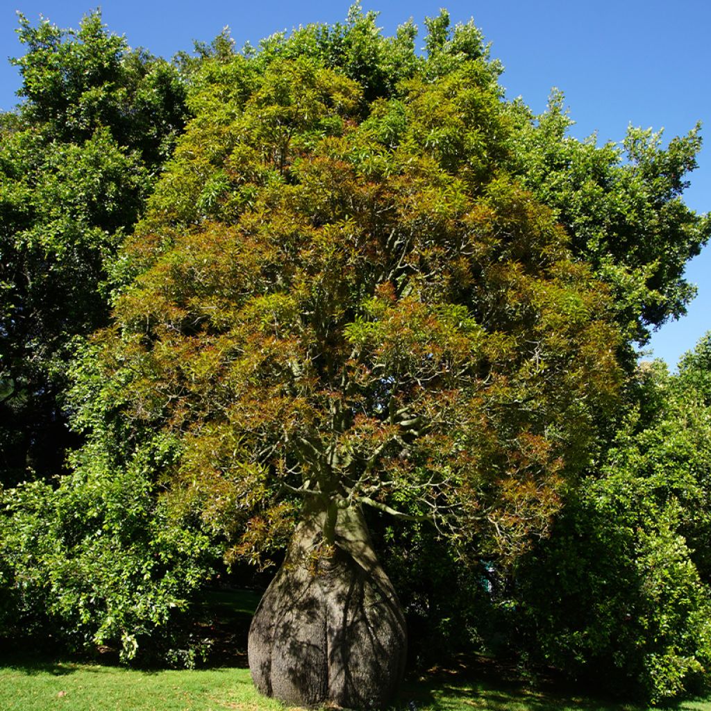 Brachychiton rupestris - Queensland flessenboom