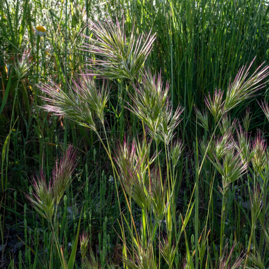 Bromus rubens (zaad) - Dravik