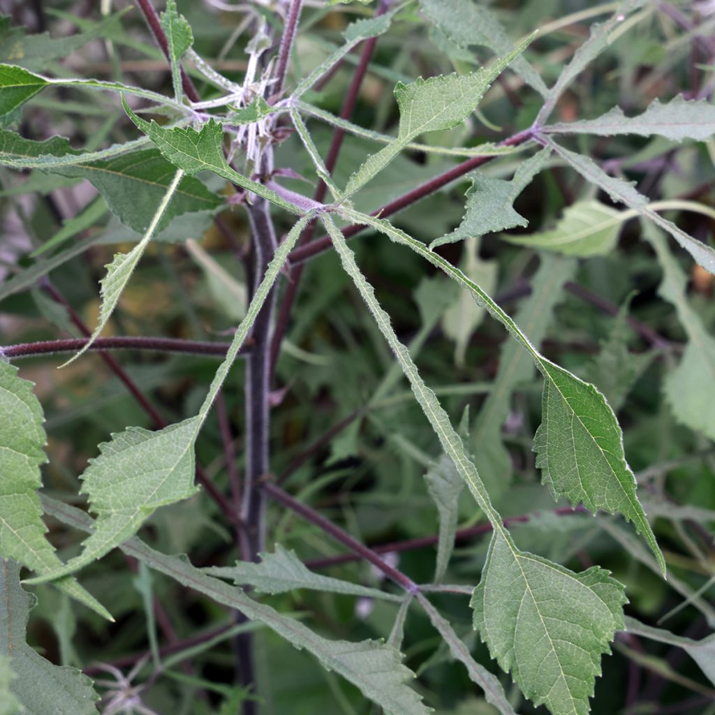 Broussonetia papyrifera Bilardii - Papiermoerbei