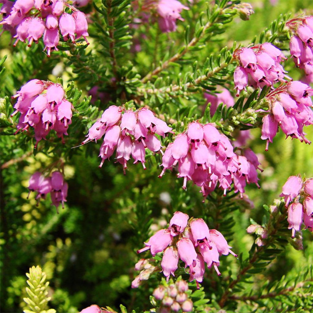 Bruckenthalia spiculifolia