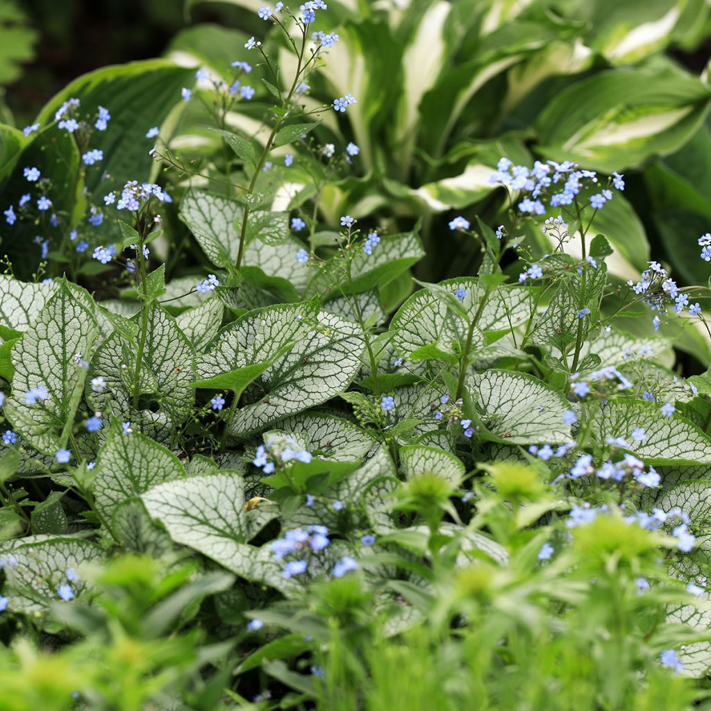 Brunnera macrophylla Jack Frost - Kaukasisch vergeet-mij-nietje