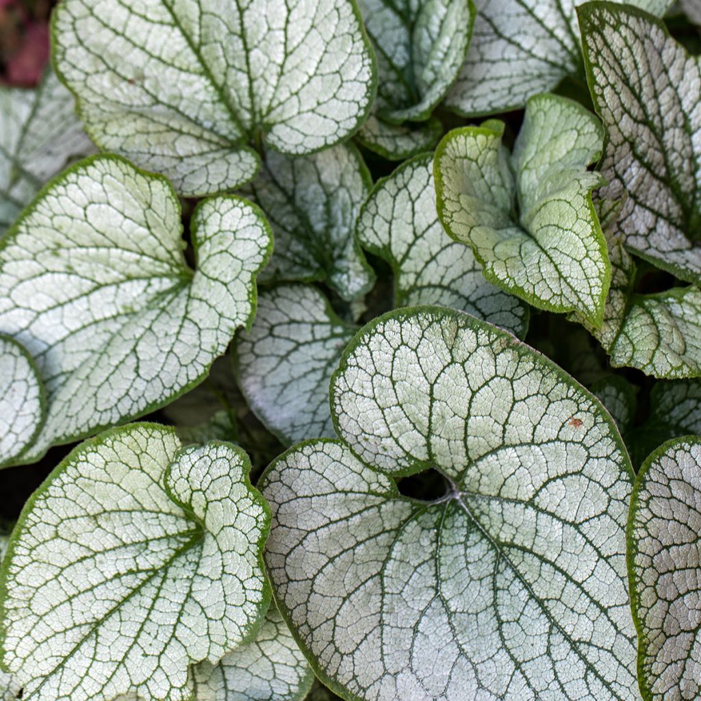 Brunnera macrophylla Jack Frost - Kaukasisch vergeet-mij-nietje