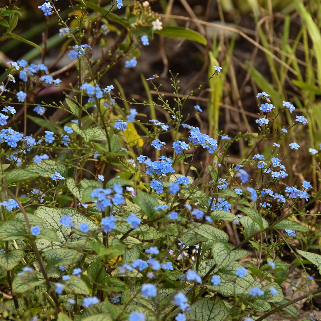 Brunnera macrophylla Jack Frost - Kaukasisch vergeet-mij-nietje