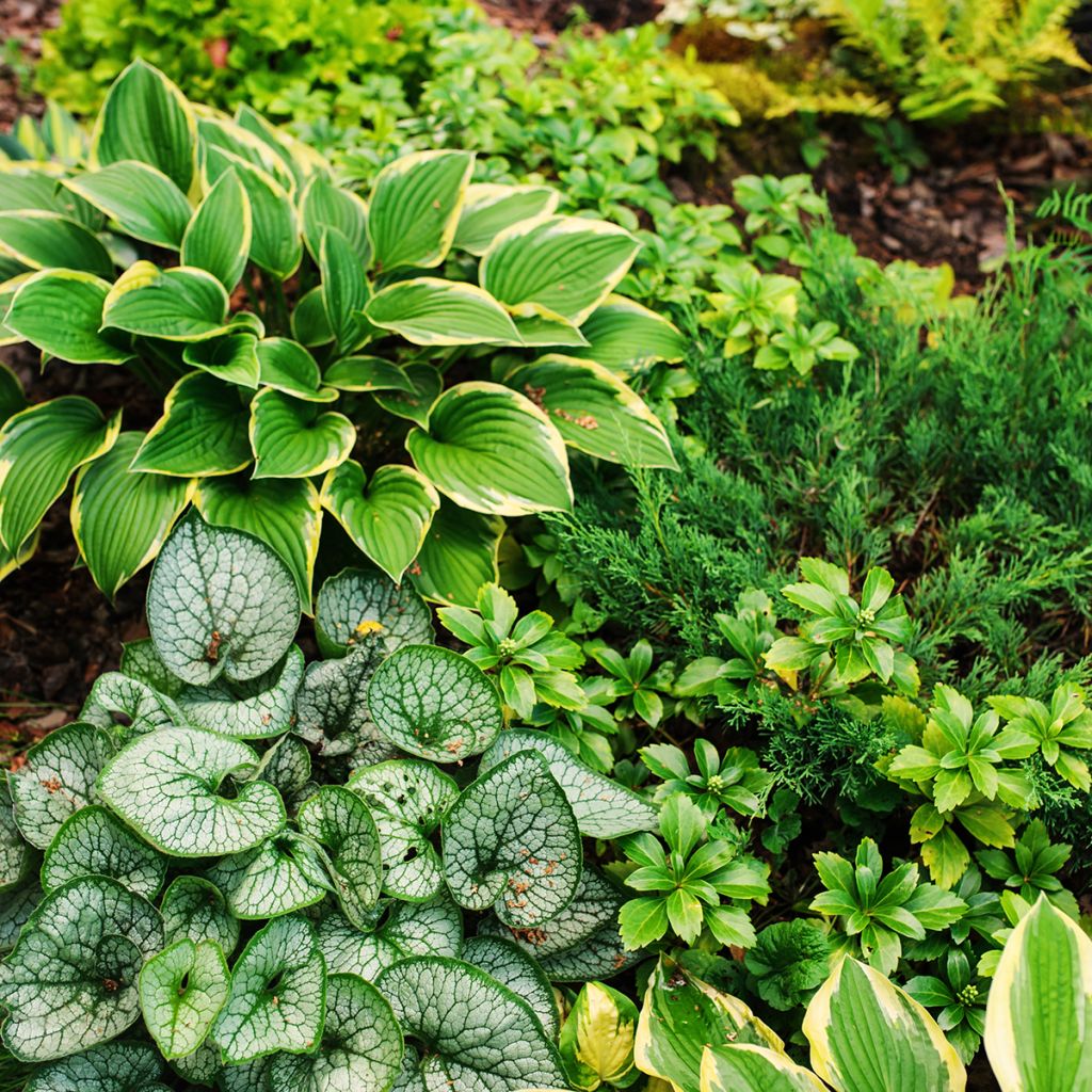 Brunnera macrophylla Jack Frost - Kaukasisch vergeet-mij-nietje